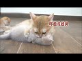 猫后生配音秀：像极了小时候妈妈按住头给你洗脸！