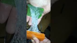 Modern Aloe Vera Agriculture Aloe Vera Farming \u0026 Aloe Vera Harvesting Processing of Aloe Vera Gel #