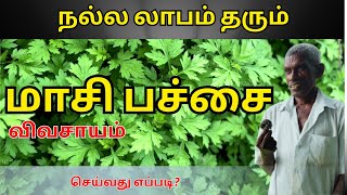 லாபம் தரும் மாசி பச்சை விவசாயம் செய்வது எப்படி?