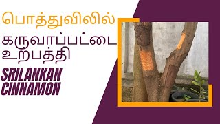 Srilankan Cinnamon | இலங்கை கருவாப்பட்டை | பொத்துவில் | வீட்டில் கருவா உற்பத்தி