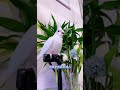 神奇动物在快手不一样 快手宠物天团 宠物快手天团 cuteparrot parrot