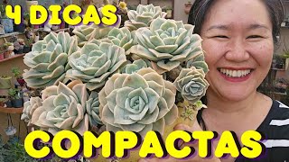 4 DICAS PARA TER SUCULENTAS COMPACTAS E SAUDÁVEIS