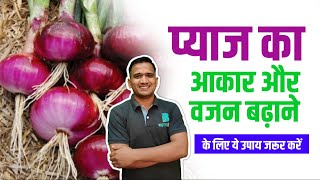 प्याज़ का कंद बढ़ाने वाली दवा | Pyaj Ka Size Kaise Badhaye | Pyaj Ka Aakar Kaise Badhaye #onion