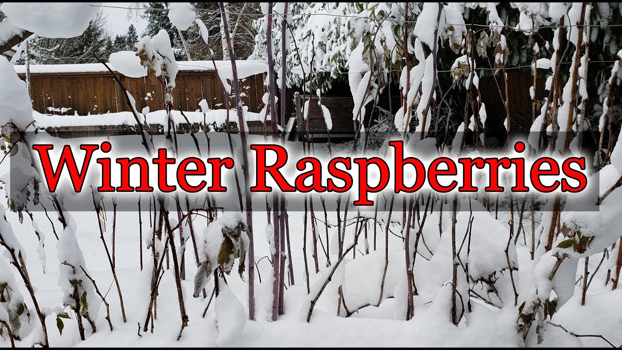 Raspberry Winter Preparation - YouTube