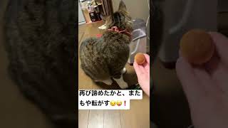 しつこくて🙇また近寄る姿が可愛いレオ君でした😵😍🥰 #猫 #cat #cutecat #食いしん坊 #cute