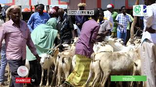 Iibka xoolaha oo si xowli ah uga socda suuqyada arriga ee Muqdisho.