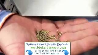 Indonesia  Rosemary Exporter Importer Suppliers