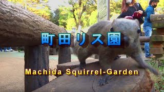 町田リス園　MACHIDA SQUIRREL-GARDEN