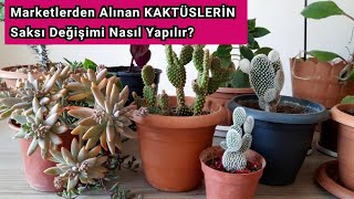 Marketlerden Alınan KAKTÜSLERİN Saksı Değişimi Nasıl Yapılır? Kaktüs Bakımı. Saksı Değişimi.