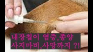 이제 필수인 동물등록제 방식 3가지(F.내장칩이 필수인 여행국)