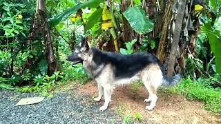 වැස්සෙත් තෙමි තෙමි සෙල්ලම l GSD Dog Sheed