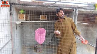 Lovebirds Ki Colony Se Self Chicks Nikalna | African Love Birds Aviary Breeding