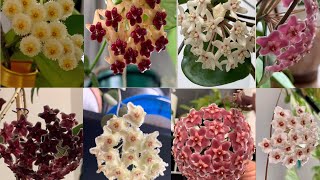 HOYA Plant VARIETIES  with NAMES and its IDENTIFICATION | Hoya COLLECTION and Flowers