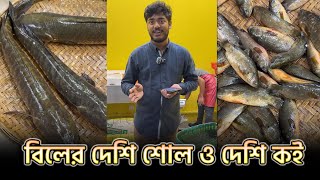 বিলের দেশি শোল ১ কেজি সাইজ ও দেশি কই মাছ | River Fish