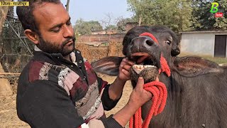 👌गाजीपुर जिला में Ai Warkar के यहां भैंस व गाय बिकाऊ है‌ | Buffalo Sale | Bipin Singh Dildarnagar