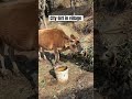 city girl in village😂 funny ytshorts shortsfeed village citygirls nature relatble viral