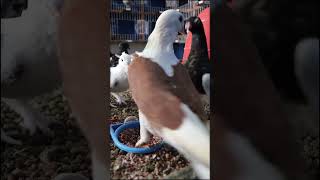 Pigeon grits feeding #pigeon #loft #pigeoncoop #pigeonhouse #kabootar #lofthouse #pigeonloft