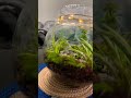 Visit our channel to watch complete making process of terrarium 🌵🌿#bymavra #diy #terrarium #shorts