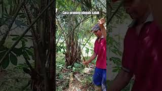 Cara pruning plepah salak dengan benar✅️ #fypviral #petani #petualang #kebunsalak