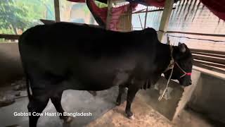 বৃষ্টি ভেজাদিনে প্রান্তিক খামারীদের বাড়ি বাড়ি কোরবানীর গরু দেখা,পূবাইল গাজীপুর ,ঢাকা ।