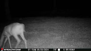 06 20 24  115 01am A deer walks through the front field #deer #wildlife #whitetaildeer