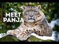 Meet Panja A Snow Leopard | Meet the Animals