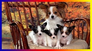 Funniest Papillon Dog Breeds Videos Compilation - Funny Dog Cute