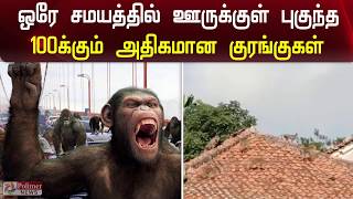 ஒரே நேரத்தில் படையெடுத்த 100க்கும் அதிகமான குரங்குகள்... | Rampaging monkeys terrorise the villagers