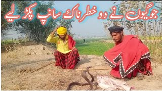 Two joggers teamed up to catch two big black cobras naag for a snack nadeem jogi naag cobra tv