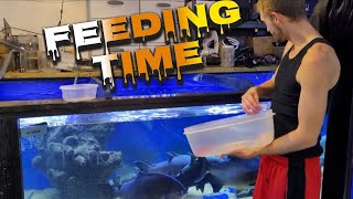 The Amount of Food We Go Through Is Insane! Monster Fish Feeding at Ohio Fish Rescue