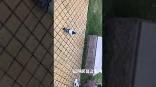 孫家兵法教你們如何馴服鴿子---arrogant pigeon