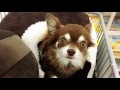 かわいい愛犬チワワ u0026ヨーキーのスローラフʕ•ᴥ•ʔ　愛犬の成長記録