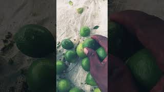 నిమ్మకాయ గ్రేడింగ్ గోర్లు మంట లేస్తాయి #ytshorts #shorts #viral #villagelife #village #lemon #