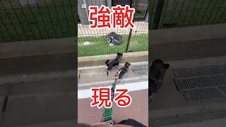 強敵あらわるバトル #チワワ #わん #柴犬 #散歩 #ペット #dog