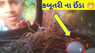 કબૂતર ના ઈંડા 😄|Kabutar #kabootarandakaisedetehain #pigeon #kabutarbaji