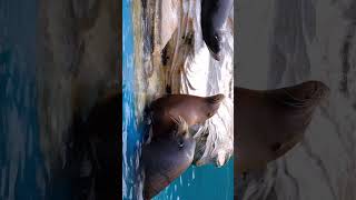 恋の季節が到来❤️😊 カリフォルニアアシカ【 #東山動植物園 】水中交尾 〜 california sea lion