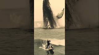 Whale jumpscare 😂😱 #shorts