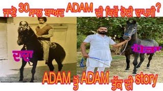 Adam majuke bloodline. story of legendary Adam to Adam returns.. #horselover #marwadi #beanttulewal