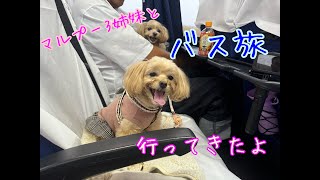 【マルプーとお出かけ】マルプー３姉妹とのバス旅行🐶