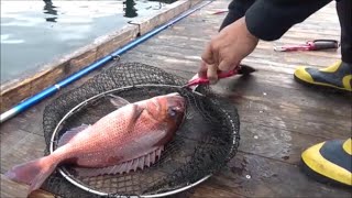 ちょっと前に三重県伊勢町の海上釣り堀で鯛を釣ってきました