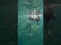 Playful sea lion in Mexico 🇲🇽 #mexico #wildlife #sealions #freediving #shorts #wildanimals