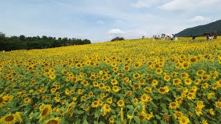 『ひるぜんｼﾞｬｰｼﾞｰﾗﾝﾄﾞ』の「ひまわり畑 2019」 / 岡山県真庭市蒜山