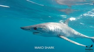 Shark Research At Pelagios Kakunja