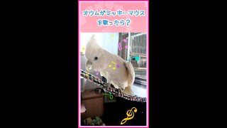 オウムのたろちゃんがミッキーマウスを歌ったら…？　What if Cockatoo Taro sings Mickey Mouse March…? #Shorts