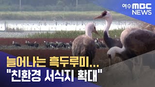 늘어나는 흑두루미...\