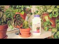 Houseplant Maintenance - Adding Systemic To My Plants🪴