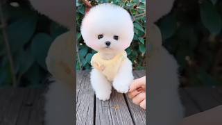 cute dog video #dog #shorts🐕🐶🥰