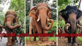 സഹ്യപുത്രൻ പാണഞ്ചേരി പരമേശ്വരൻ @gajayugaelephantlover993 @AvishkaMRelaxation  STAY SAFE