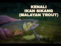 KENALI IKAN SIKANG (MALAYAN TROUT)