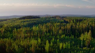 Story of Metsä - Estonian subtitles